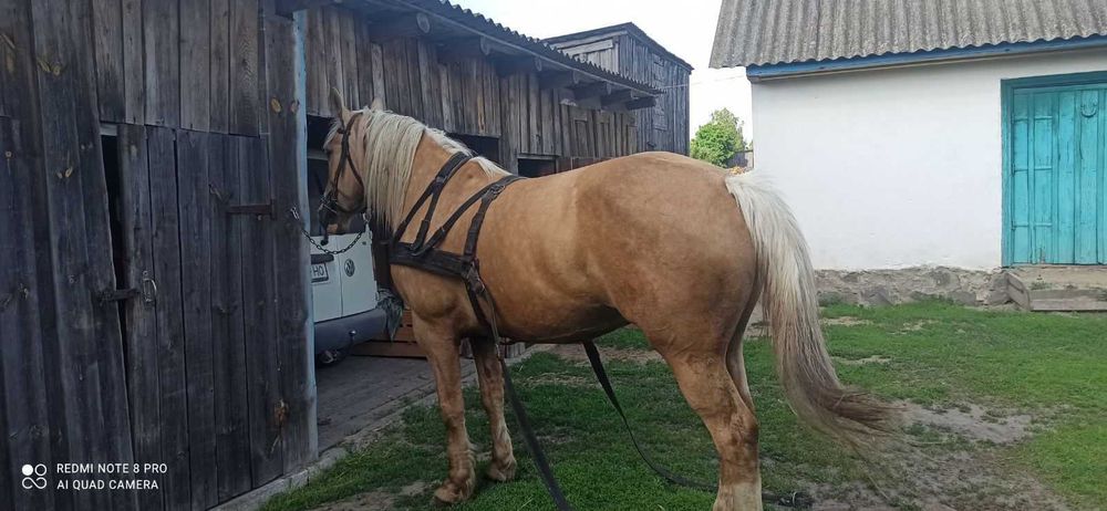 Продається кобила 8 років.