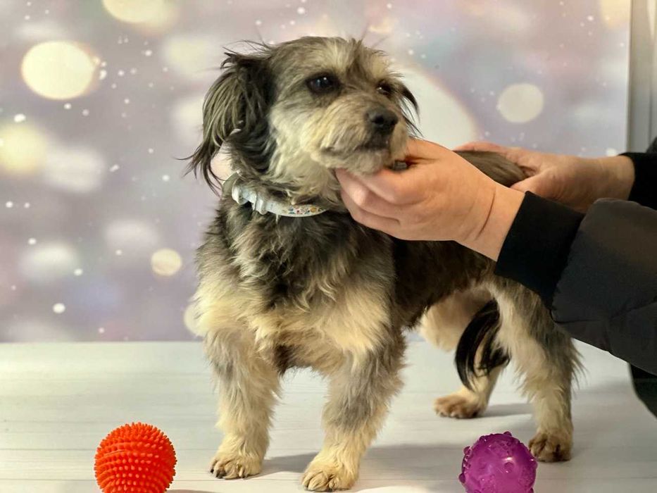 Мини-собачка девочка в добрые руки бесплатно ДНЕПР