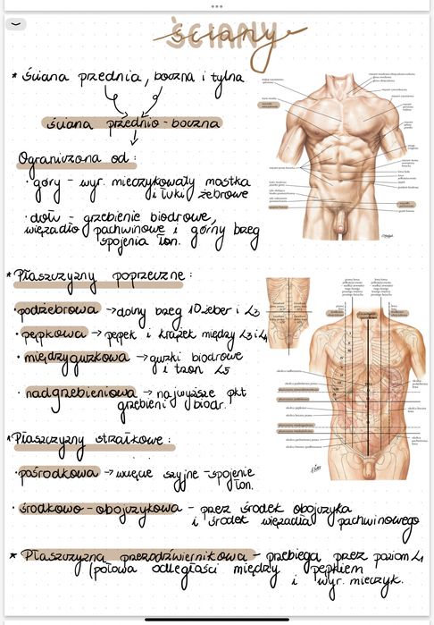 Własnorecznie robione notatki z anatomii