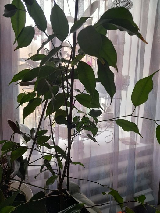 Фікуси Бенжаміна