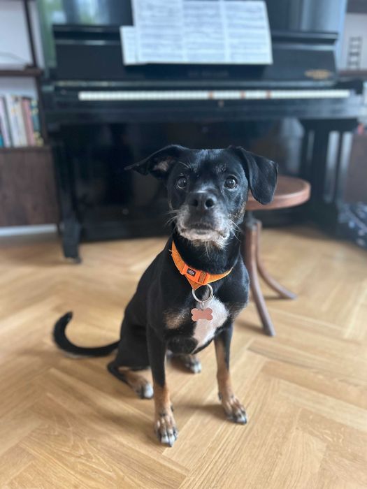 Roxy w typie boksera szuka domu!