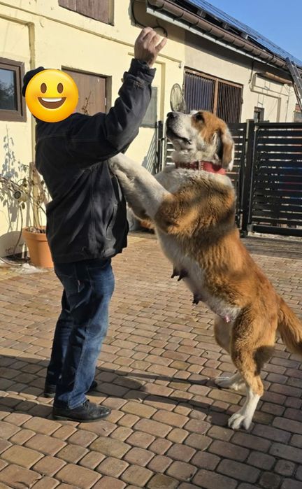 Owczarek Środkowoazjatycki