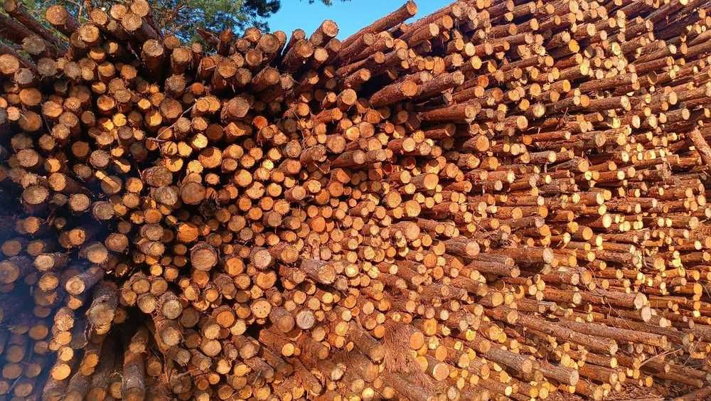 Sosnowe stemple budowlane Nowe 3m. Transport Gratis