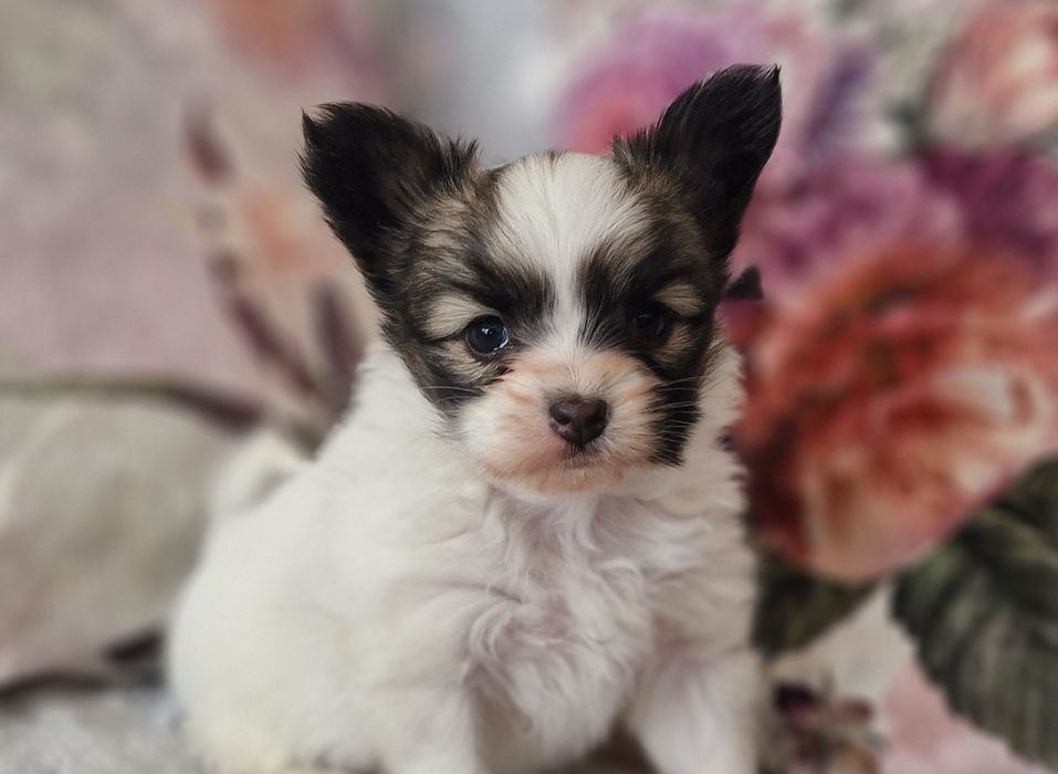 Suczka   spaniel kontynentalny miniaturowy papillon .