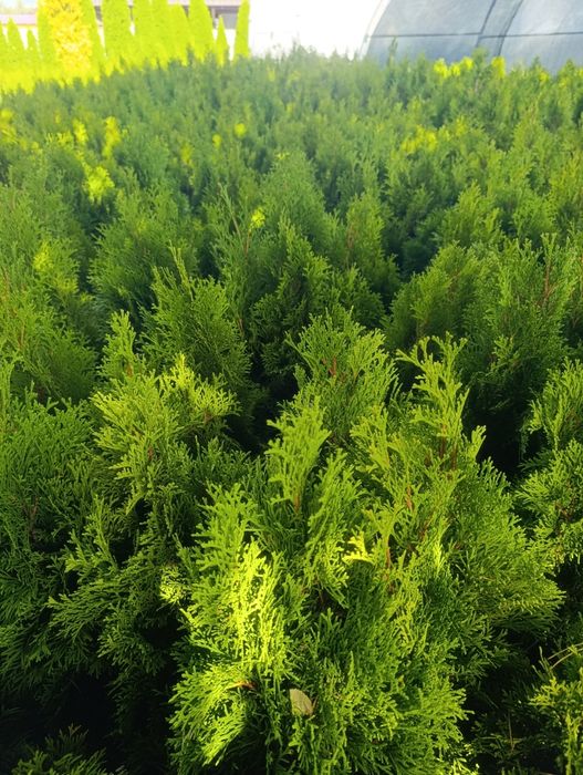 Tuja Thuja szmaragd 60-65cm