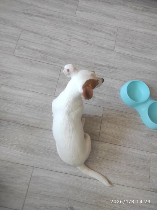 Цуценя Джек Рассел тер'єр