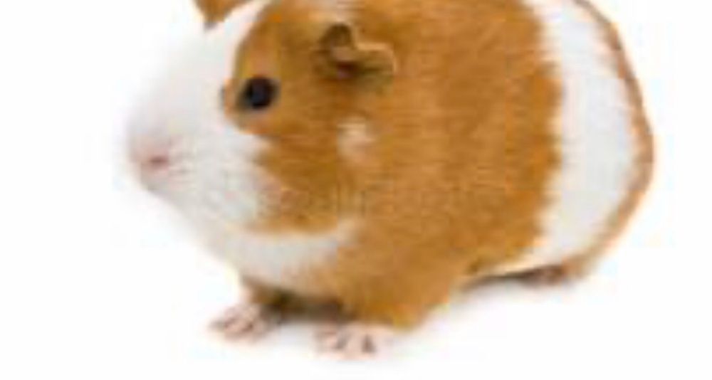 Морская свинка много малышей