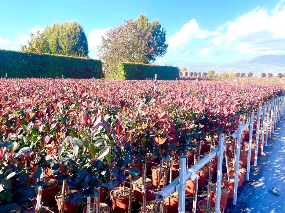 Photinia / Glogownik szczepiony na pniu
