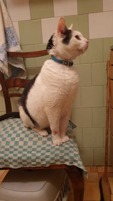 Koty szukają nowego domu