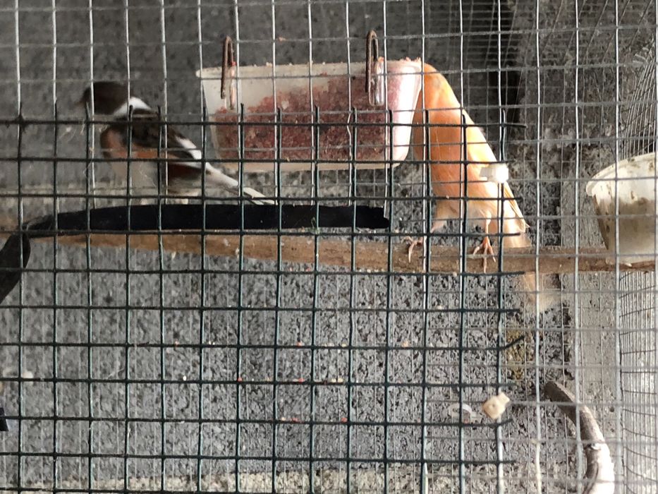 Cananios disponiveis ..