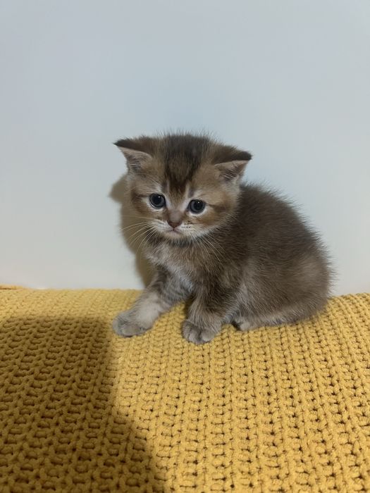 Британські котенята котики кошенята