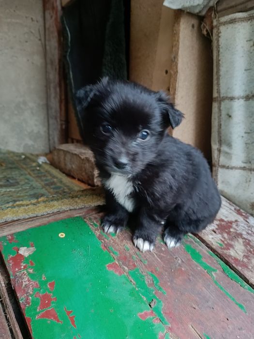 Щенки / В хорошие руки/ Подарю