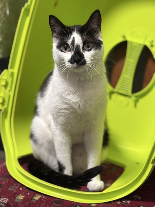 Молоденька кішечка у добрі руки