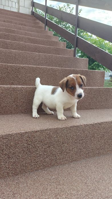 Jack russell terrier piesek