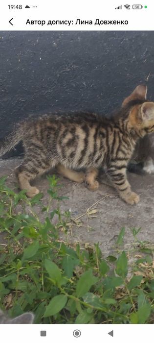 Кошенята безкоштовно