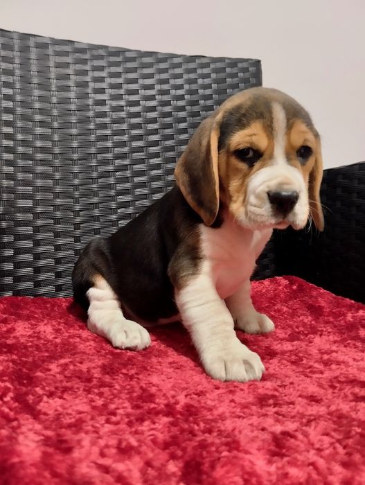 Suczka Beagle szczeniak