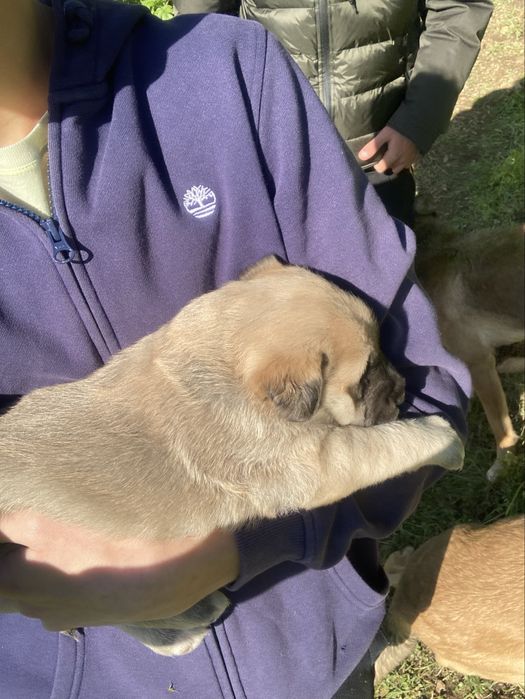 Pet Sitting / Dog Walking