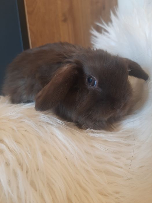 Króliki baranek miniaturka  karzełek mini lop
