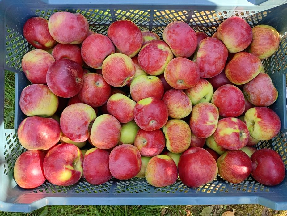 Sprzedam jabłka odmiany Szampion, Jonagored, Prince, Idared, Golden