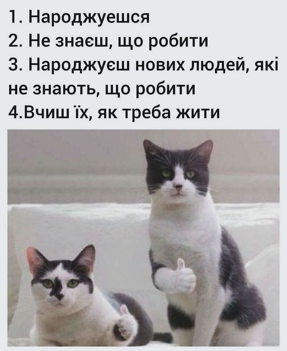 Кошенята в надійні руки