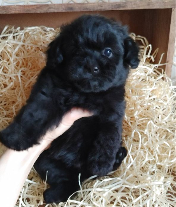 Дизайнерская мальтипушная красотка. Киев