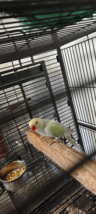 Ring necks Fêmea Adulta , Jandaya Fêmea, Aratinga sol