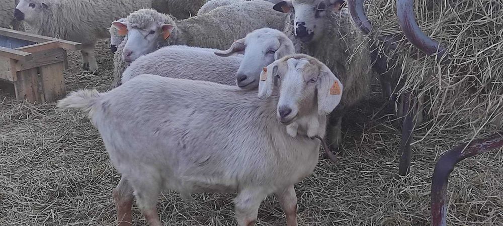 2 kozy do dalszego chowu