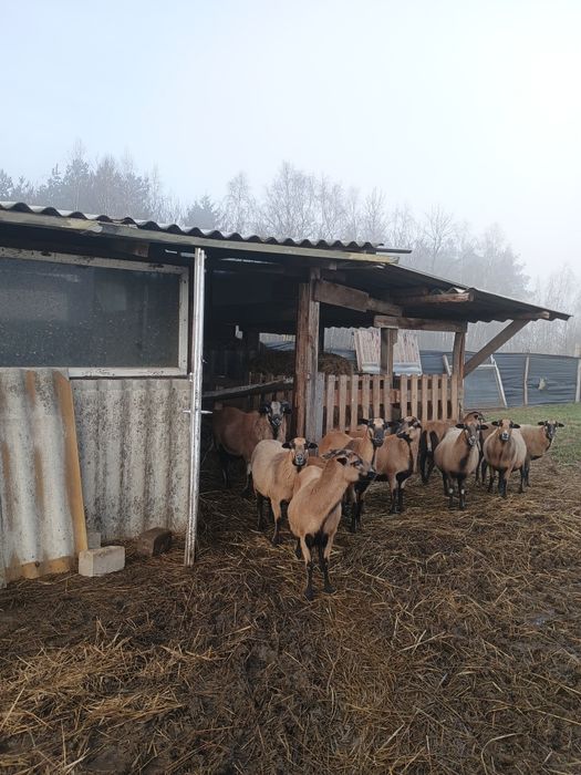 Sprzedam owce kameruńskie