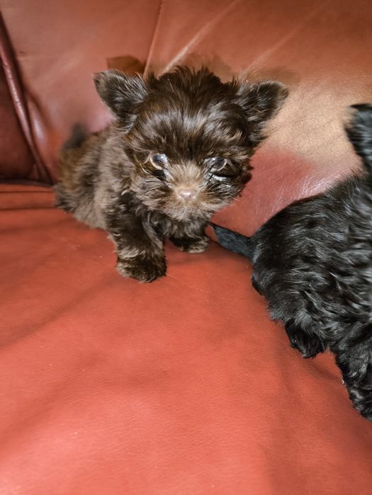 Продам мини мальчиков биро йорчики