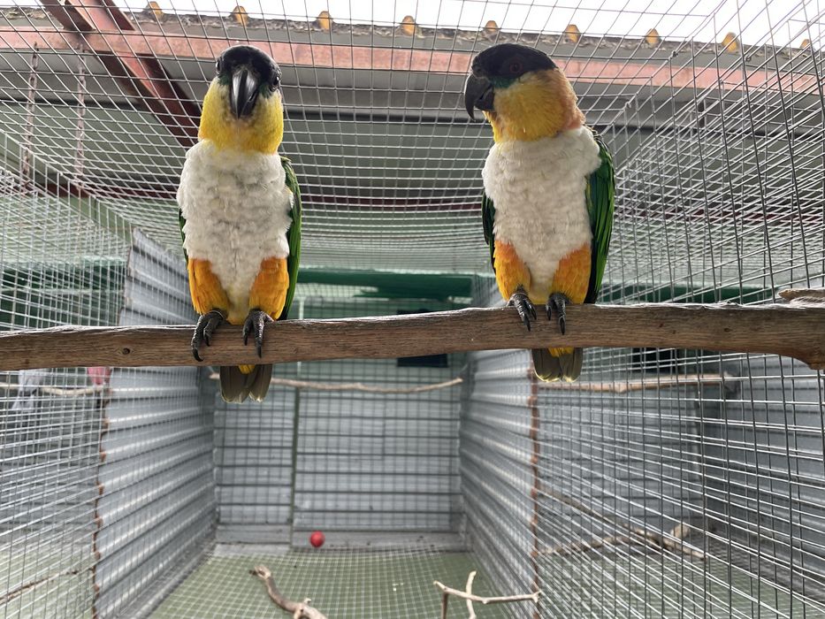 Pionites Melanocephalus