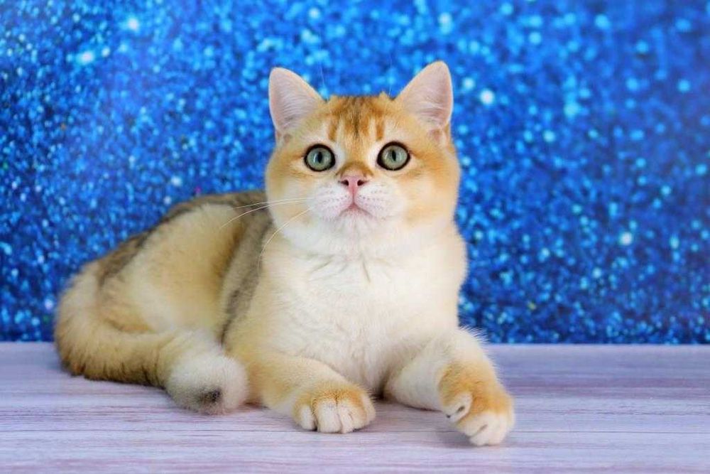 Очень красивый зеленоглазый британский котик