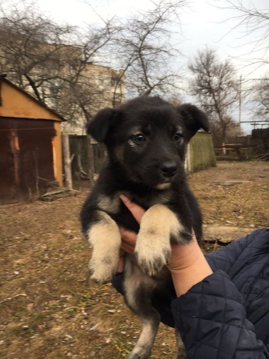 Песики у найдобріші руки