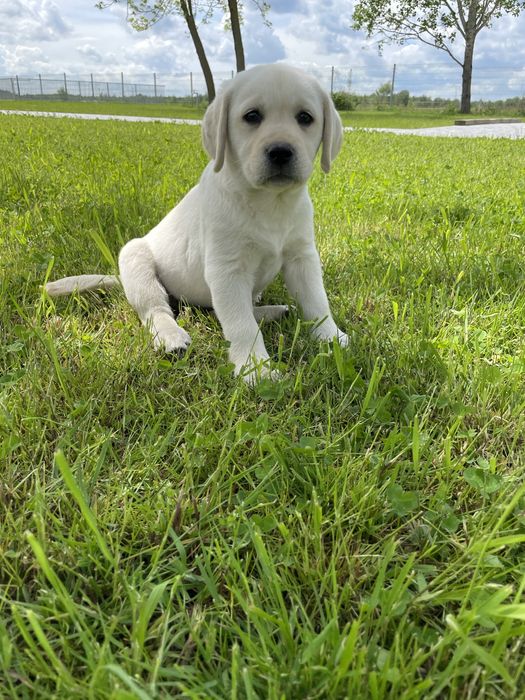 Labrador szczeniaki FCI ZKwP