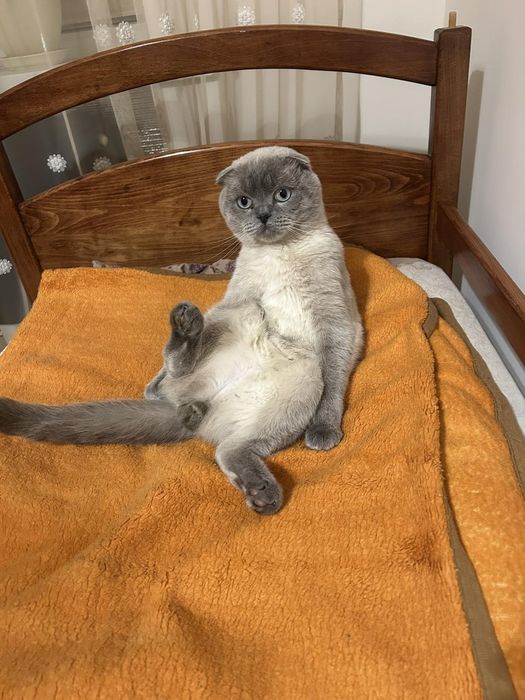 Шукаю кицю для в'язки