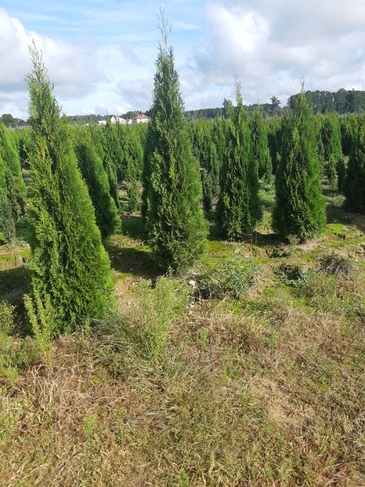 Tuja Tuje Szmaragd 180 cm