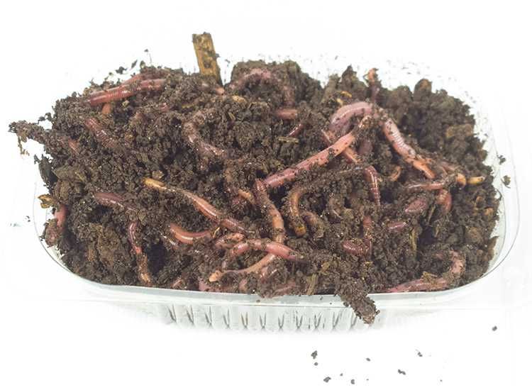 Черв'як на рибалку. Червяк фасований.