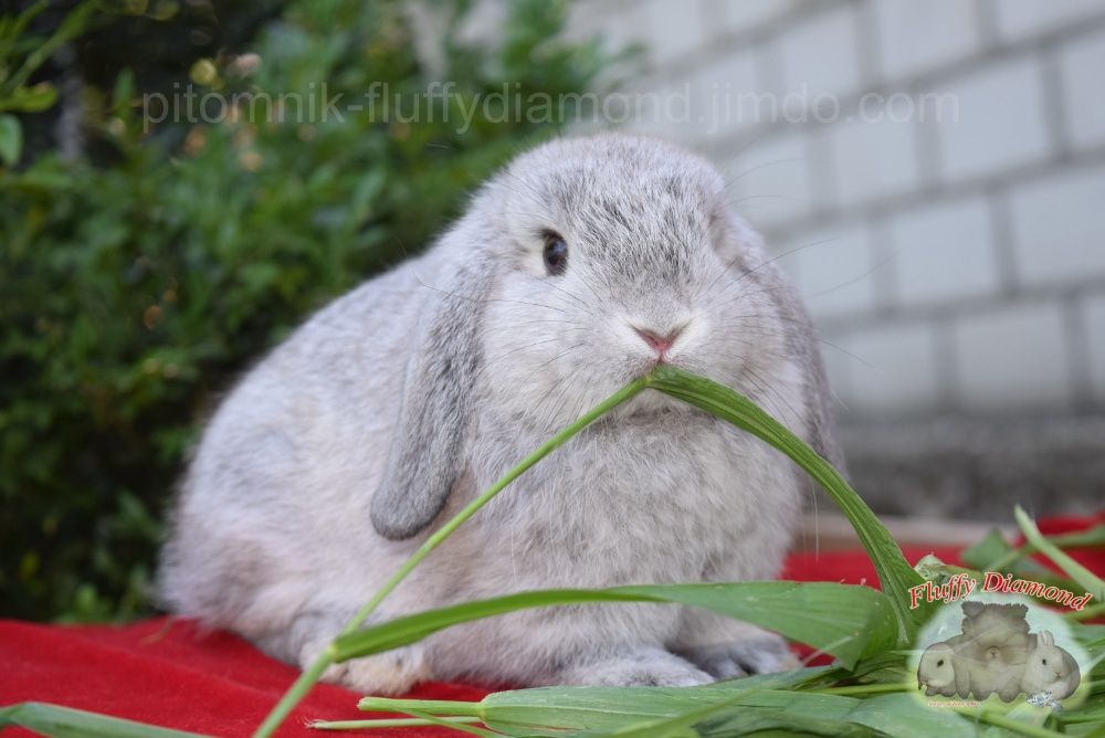 Карликовые вислоухие крольчата NHD. Кролик из питомника.
