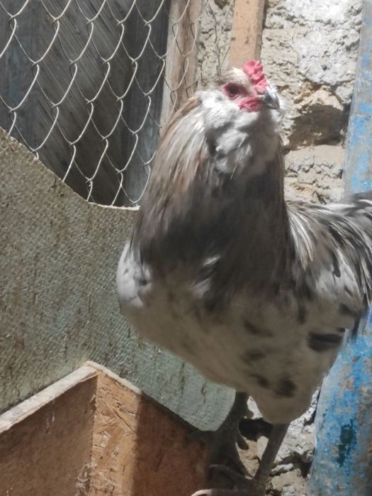 Півні Амераукана