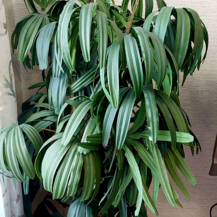 Продам 2 искусственных дерева