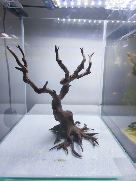 Bonsai  para aquário