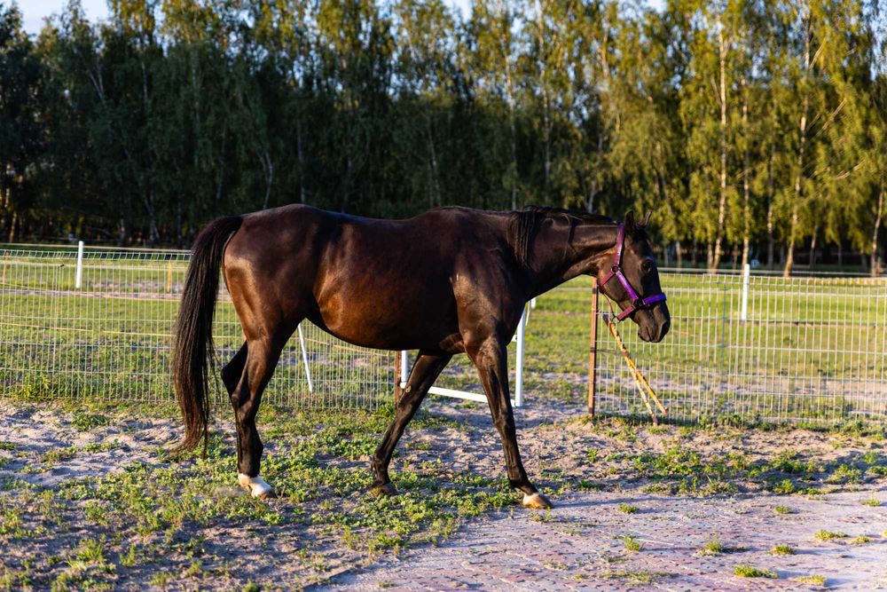 Klacz typ szlachetny, klacz na sprzedaż