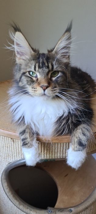 Dostępna kotka rasy Maine Coons
