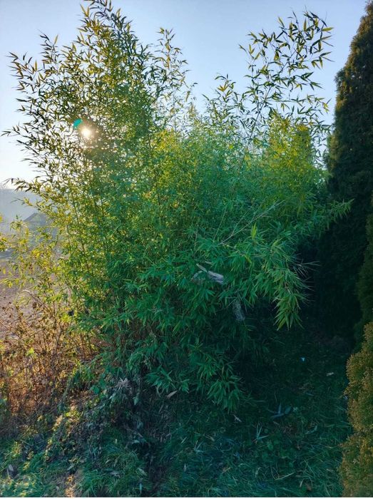 Krzewy wyprzedaż 30-150zł