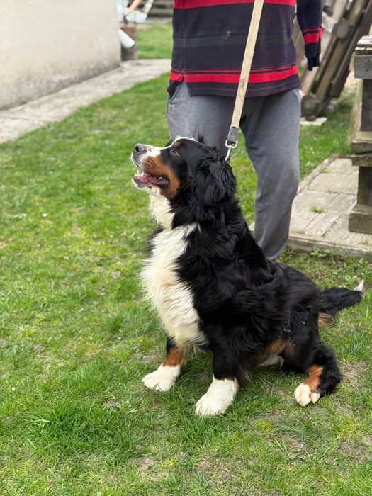 Берський зенненхунд розплідник КСУ