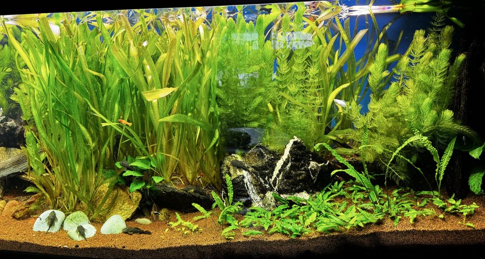 Rośliny do akwarium