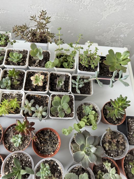 Продам сукуленти