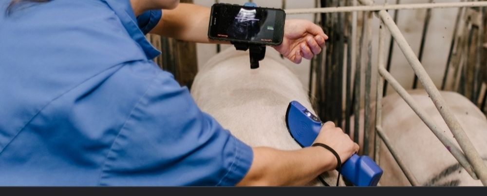 УЗД, сперма кнурів, штучне запліднення