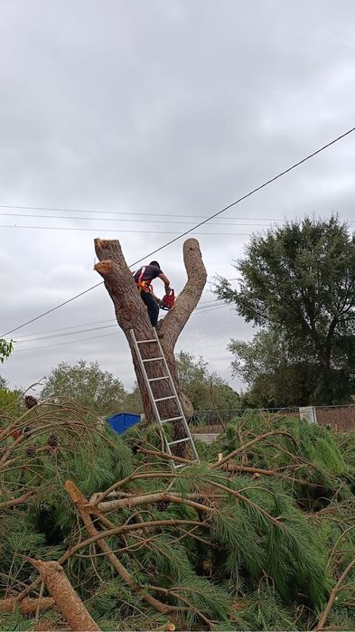 Limpezas de terrenos com roçadora e abate de árvores