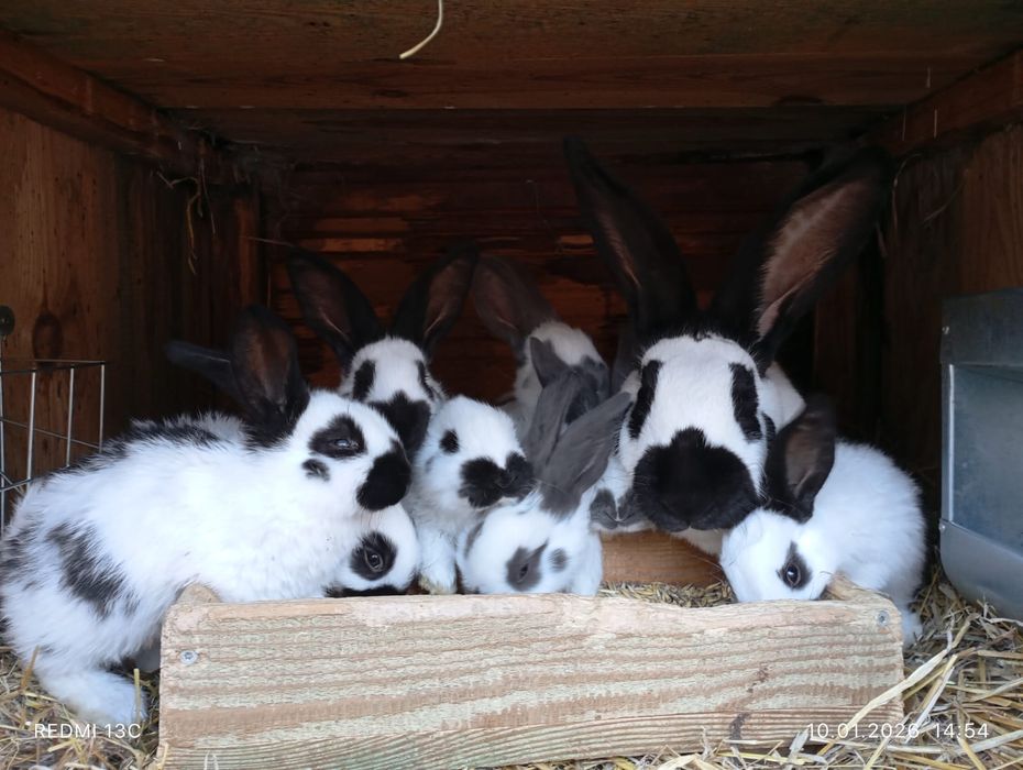 Sprzedam króliki rasowe rasy Srokacz niemiecki