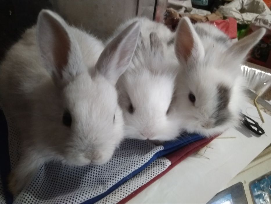 Декоративные мини и стандарт кролики